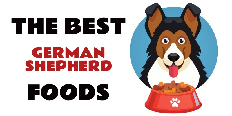 Best Foods for German Shepherd Dogs