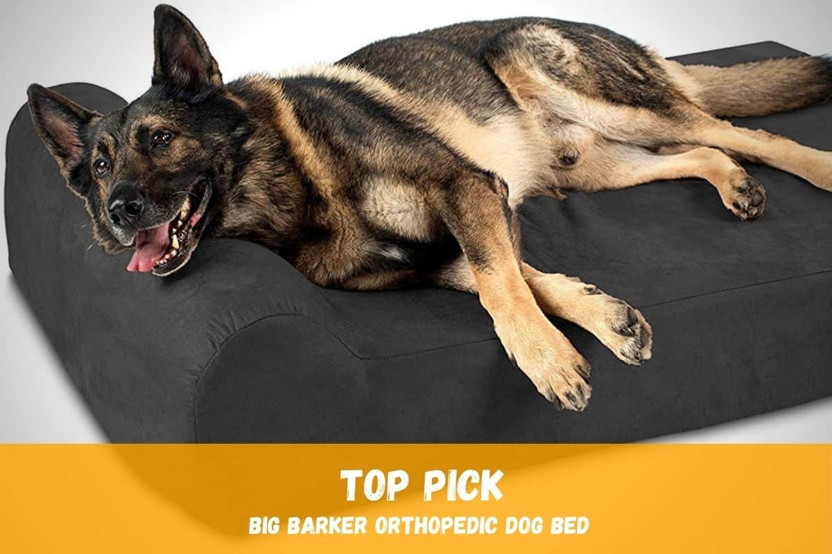 Best Orthopedic Bed for German Shepherds: My Pick!  World of Dogz