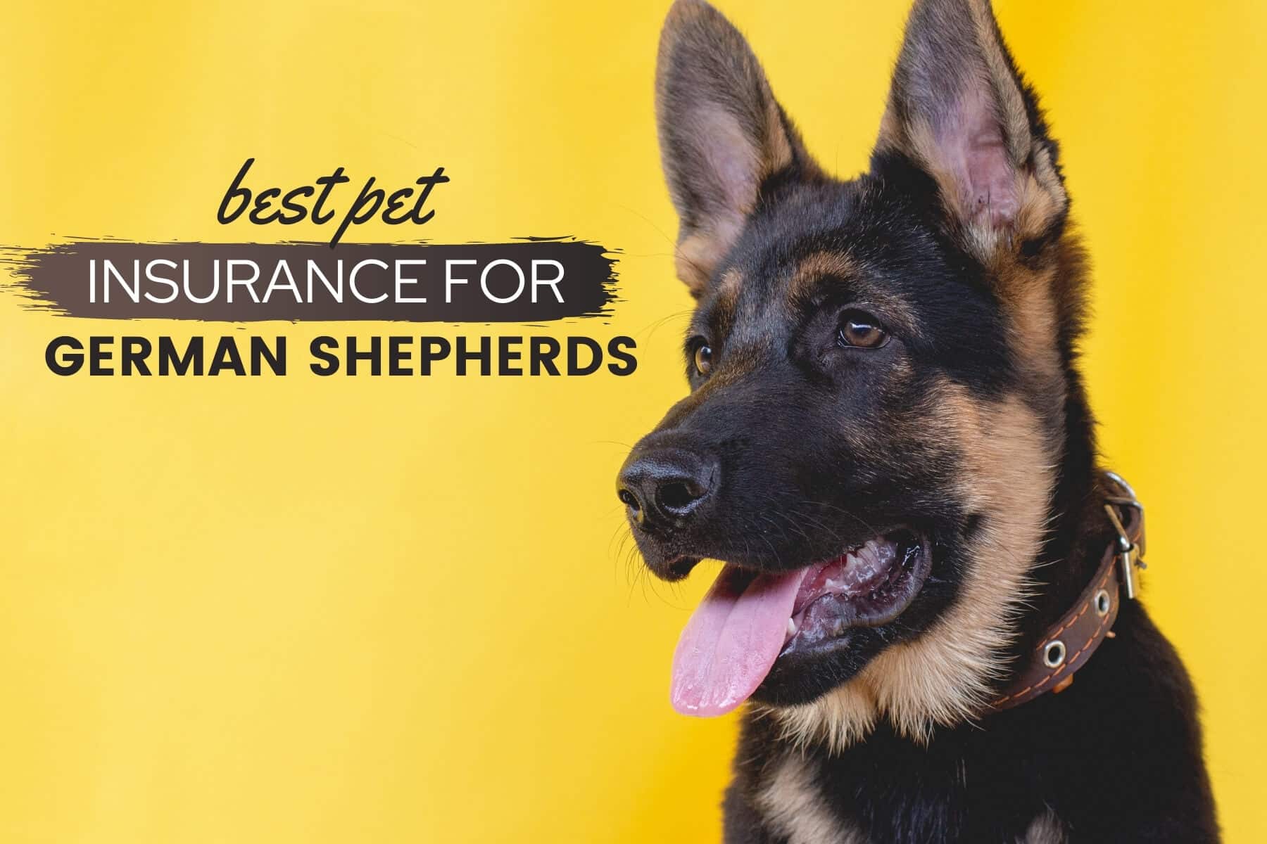 Best Pet Insurance For German Shepherds: Do GSDs Need It?