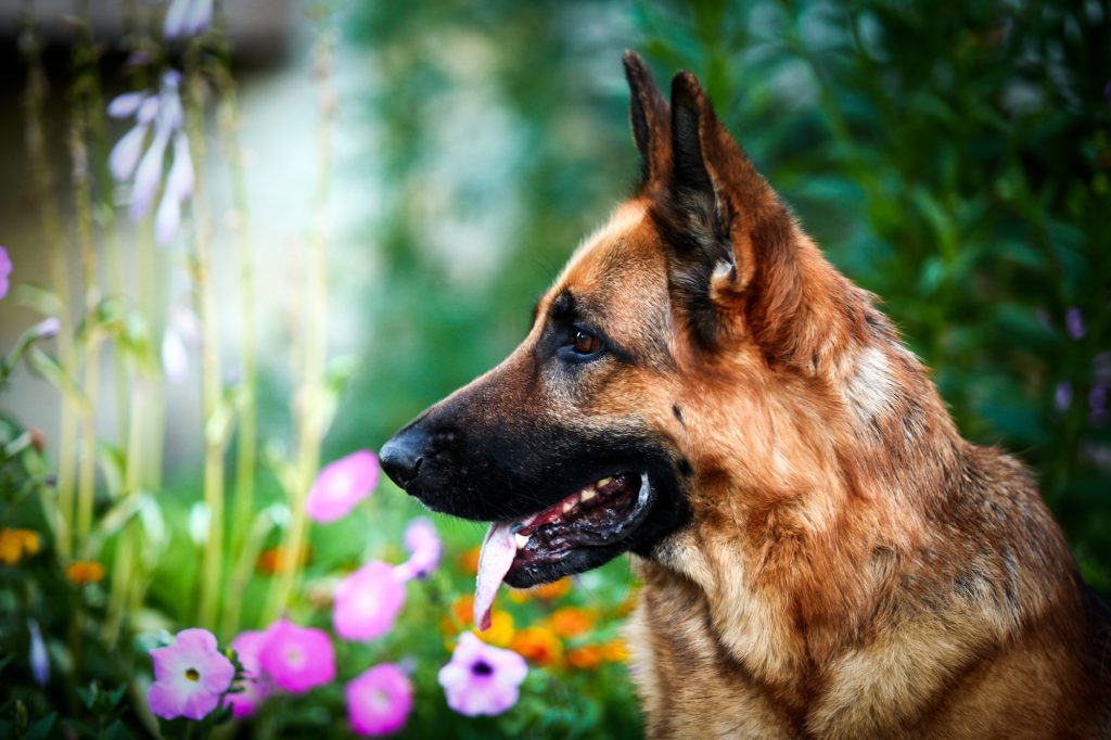 Best shampoo for German Shepherds: From puppies to adults ...