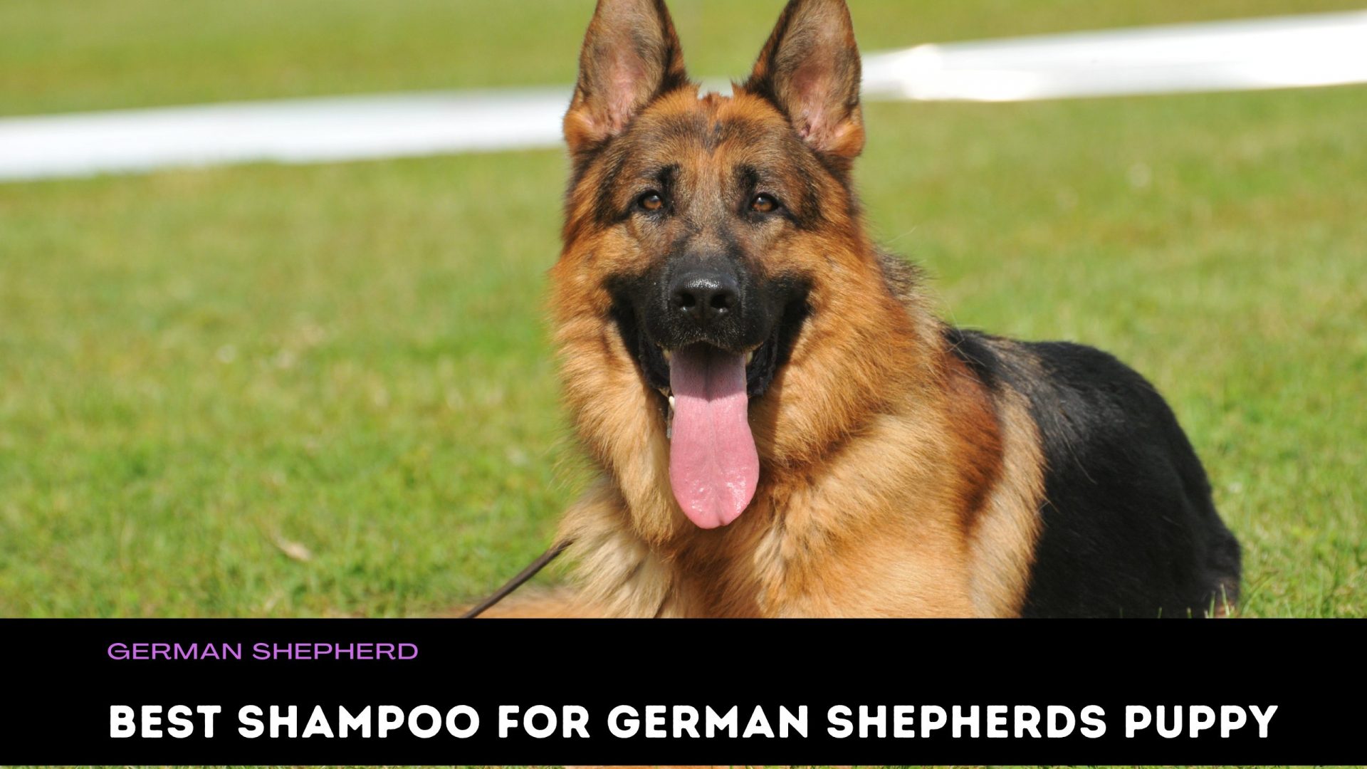 Best Shampoo For German Shepherds Puppy 2021 » Pet Smush