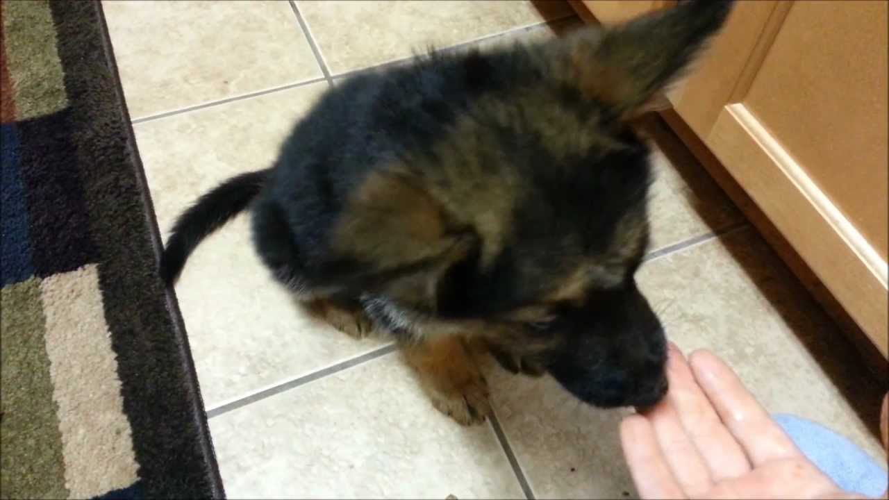 Best Way to Feed Your German Shepherd Puppy!