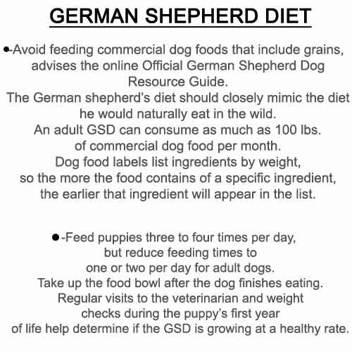 Bethebest3: German Shepherd diet