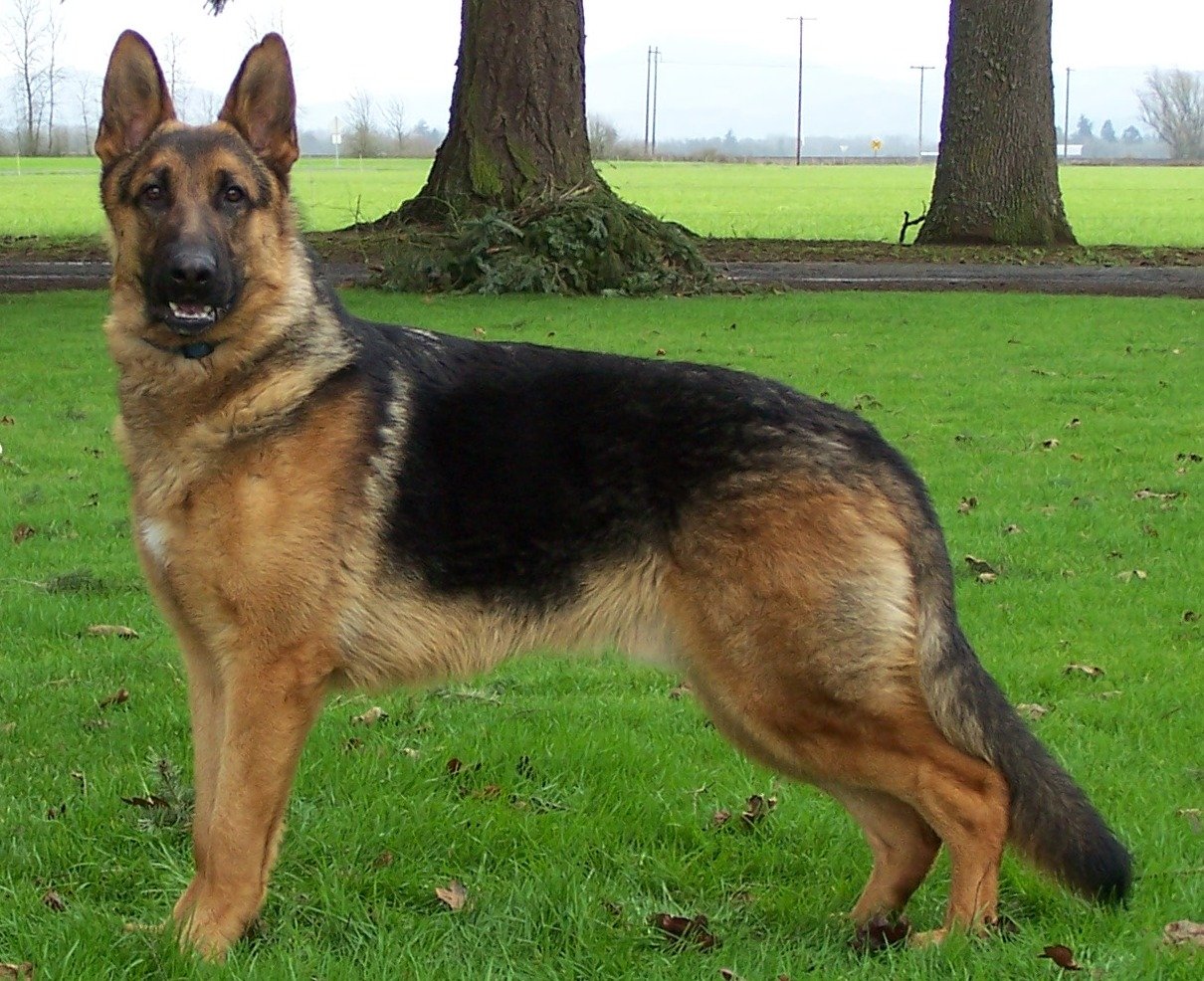 Big German Shepherds: Schutzhund German Shepherds