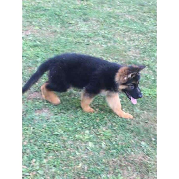 Black and Red color German Shepherd puppy Portland