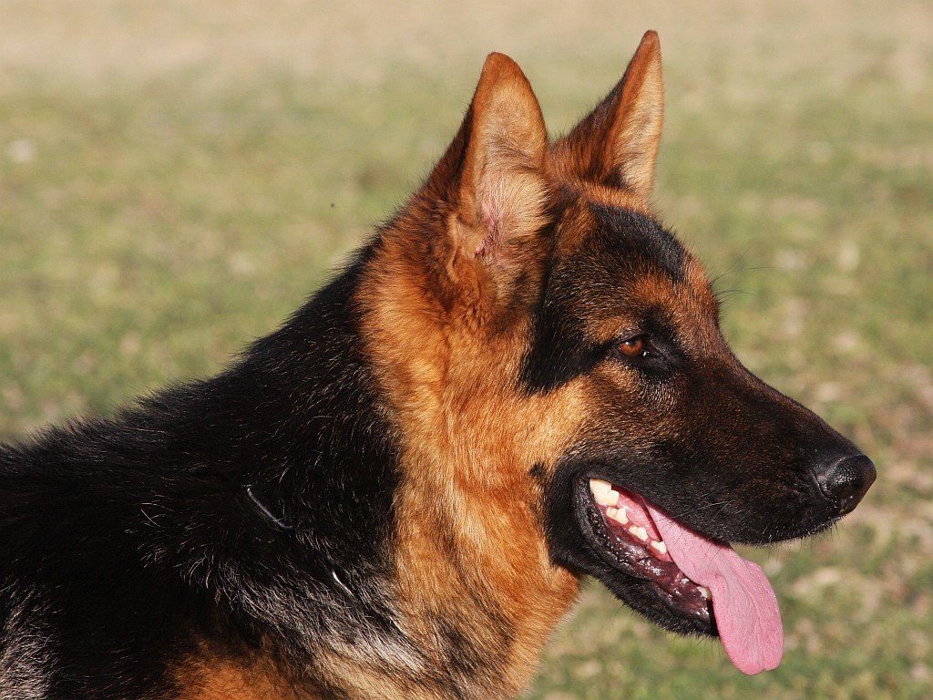 Black and Red German Shepherd Dog for sale