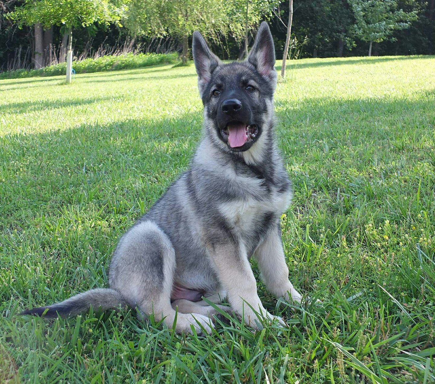 Black And Silver German Shepherd Puppies For Sale Near Me
