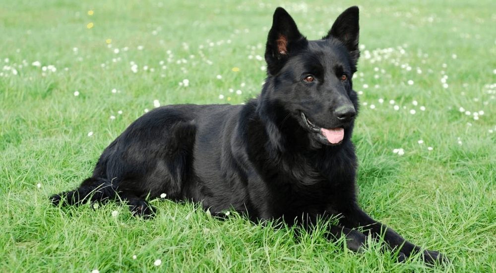 Black German Shepherd [2021 Breed] Pure All Black GSD Dog ...