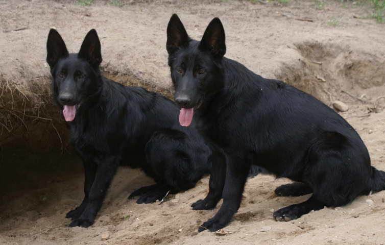Black German Shepherd Puppies sale Texas