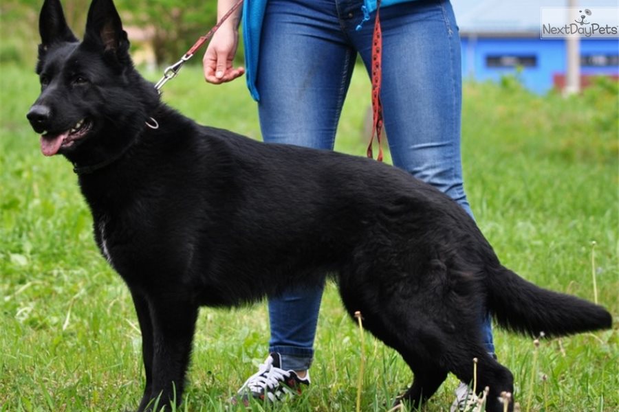 Black: German Shepherd puppy for sale near Dallas / Fort Worth, Texas ...