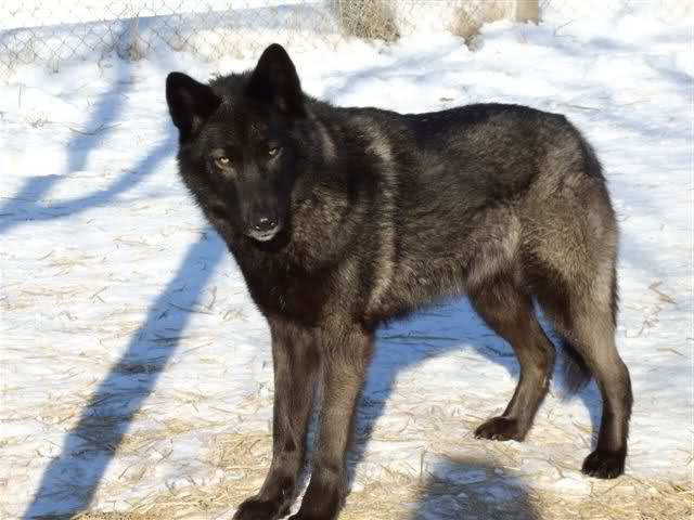 Black German Shepherd Wolf Mix For Sale