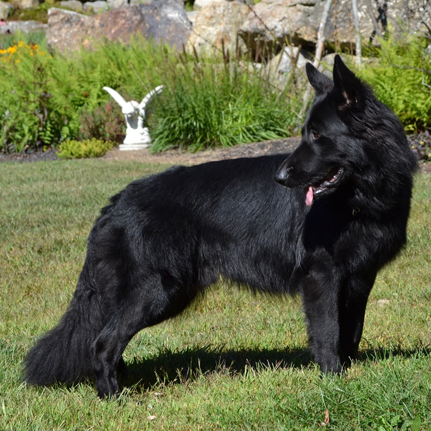 Black Long Coat German Shepherd Puppies For Sale
