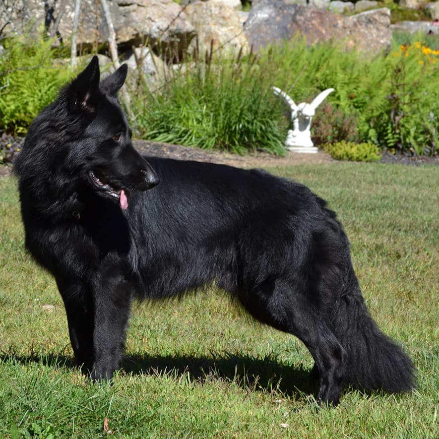 Black Long Haired German Shepherd For Sale