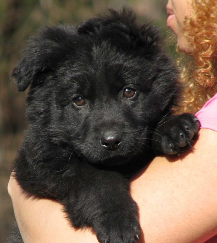 Black Long Haired German Shepherd Puppies For Sale