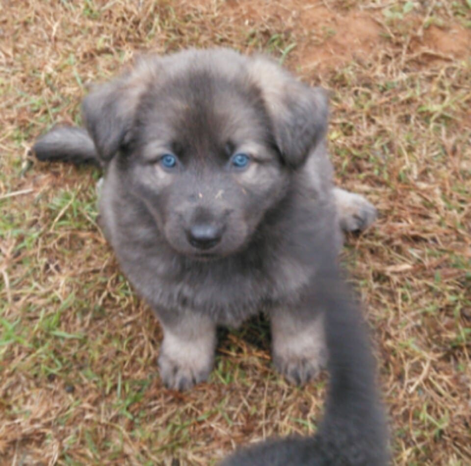 Blue German Shepherd Puppies For Sale