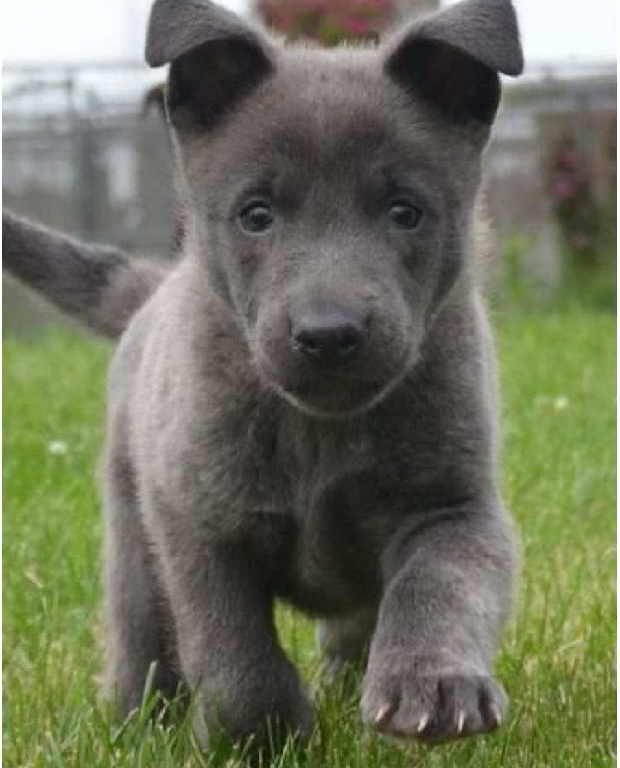 Blue German Shepherd Puppies For Sale
