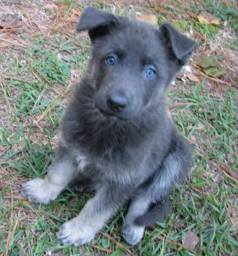 Blue German Shepherd Puppies