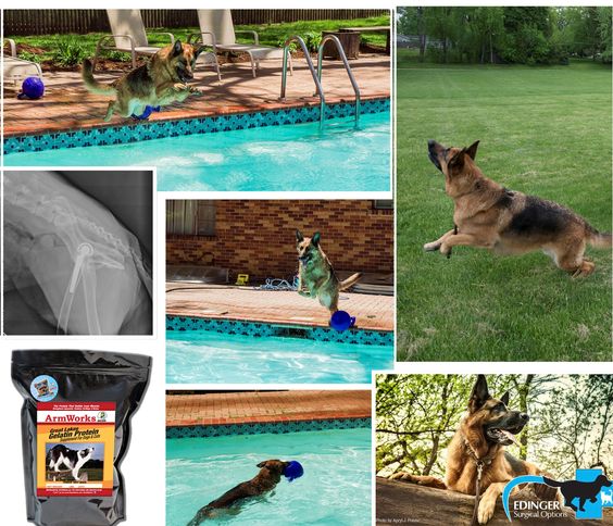 Boone is a 6 year old German Shepherd who had crippling hip dysplasia ...