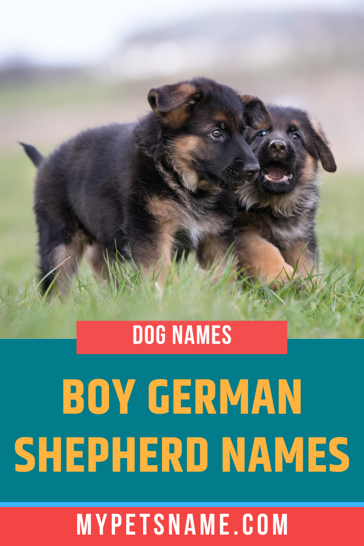 Boy German Shepherd Names