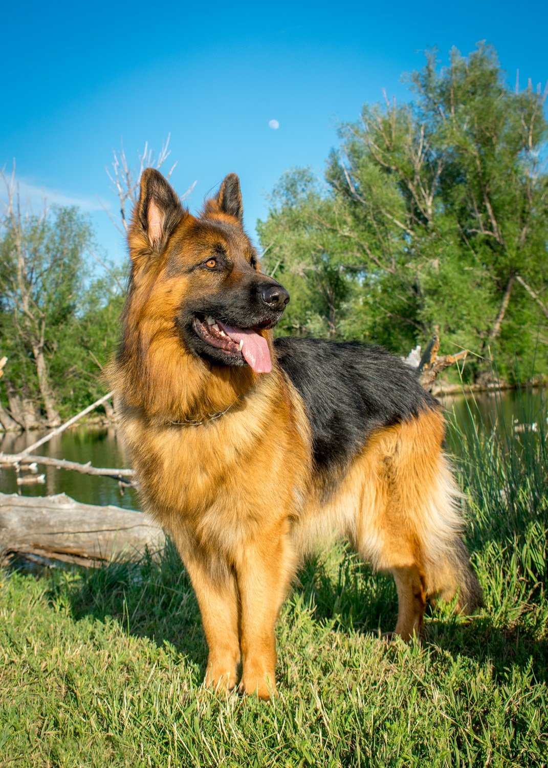 Breed Highlight: German Shepherd Dog