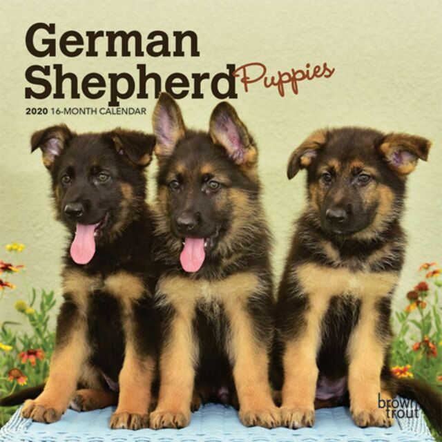 BrownTrout 2020 German Shepherd Puppies Mini Calendar FSC Certified ...