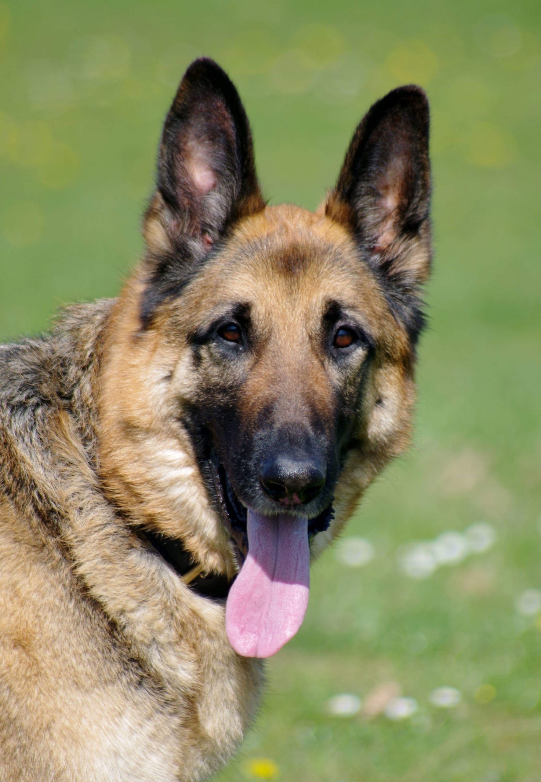 Bruce â 2 year old male German Shepherd dog for adoption