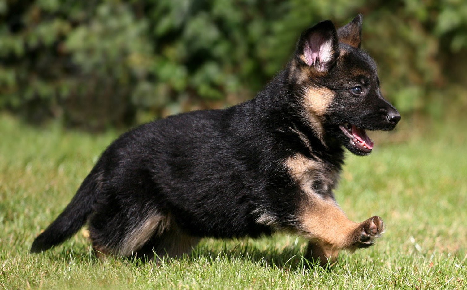 Buy German Shepherd Dog