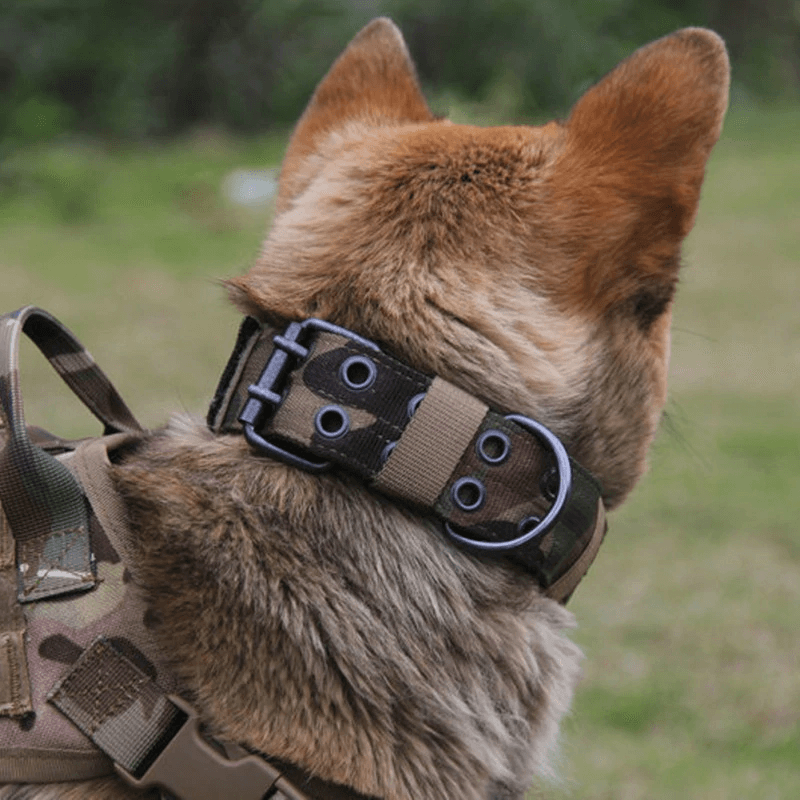 Buy German Shepherd Military Collar With 2 Rows Buckle