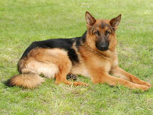 Buy German Shepherd puppies online German shepherd