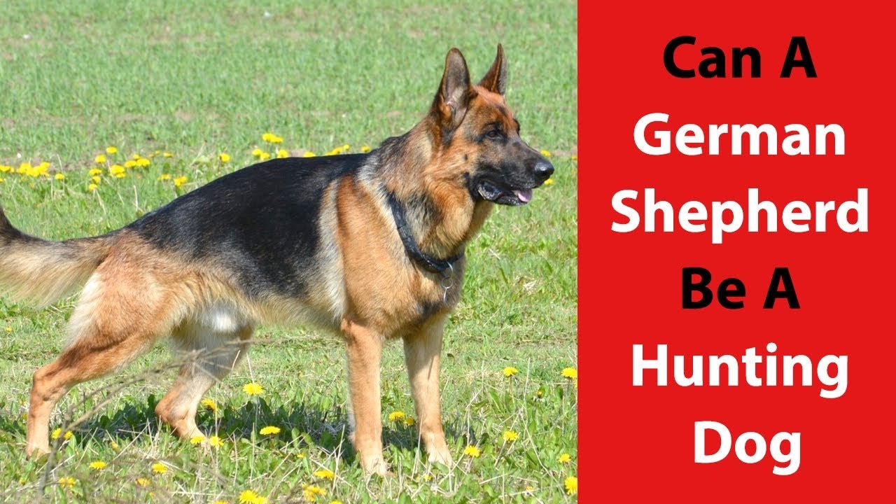 Can a German Shepherd Be a Hunting Dog: Find Out If ...
