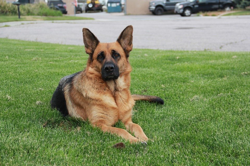 Can A German Shepherd Be Left Alone? Our Ultimate Guide