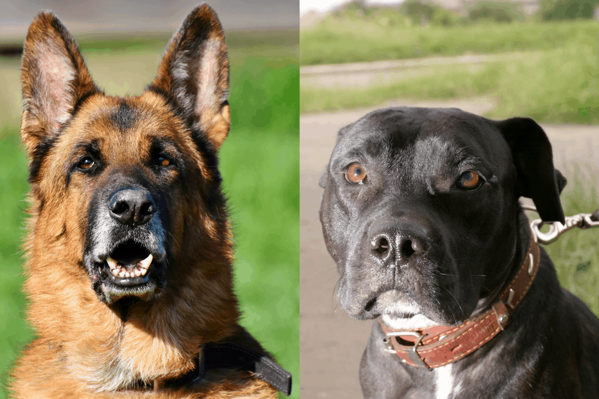 Can a German Shepherd Beat a Pitbull? Know the Odds