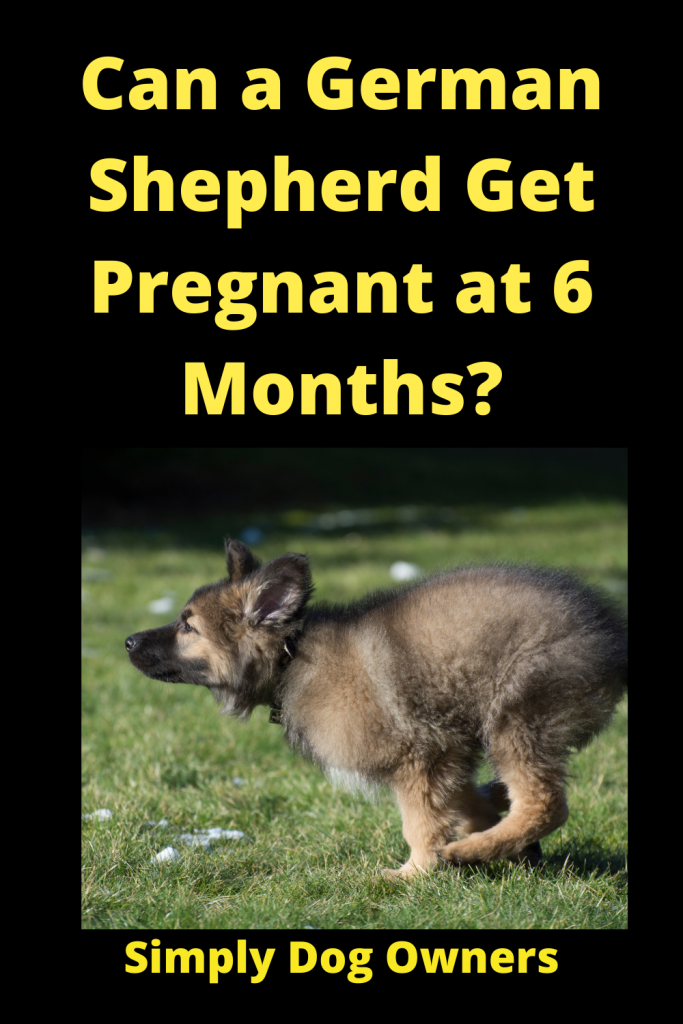 Can a German Shepherd Get Pregnant at 6 Months ...