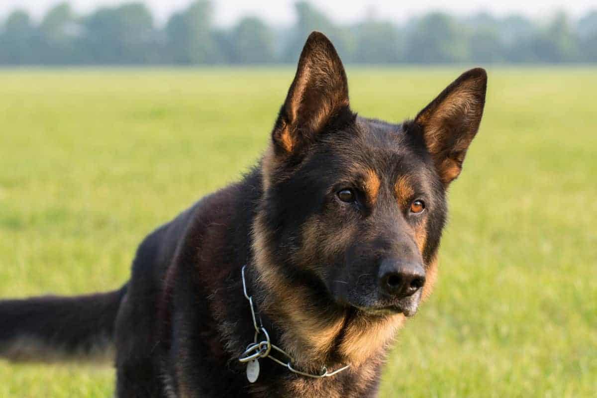 Can a German Shepherd Kill You? Tips to Protect Yourself ...