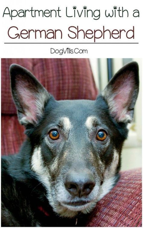 Can a German Shepherd live in an apartment?
