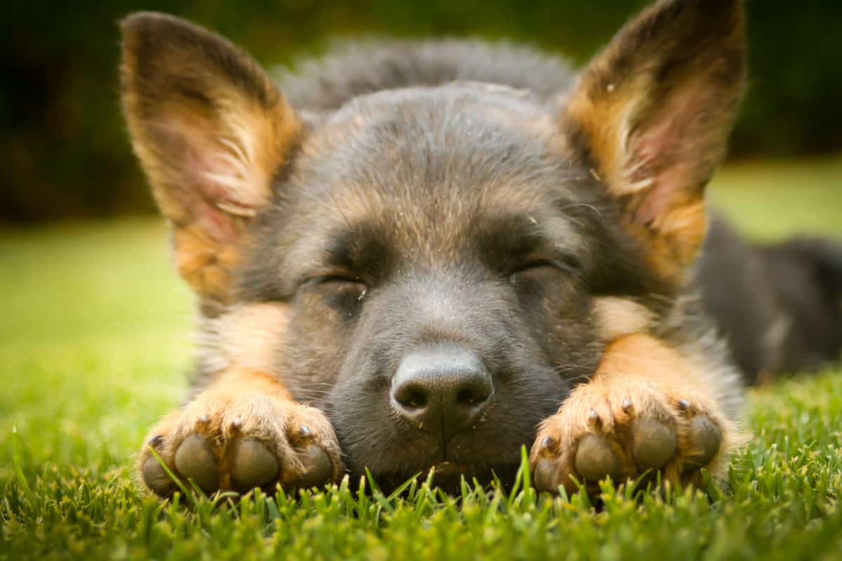 Can a German Shepherd Puppy Sleep Outside?  World of Dogz