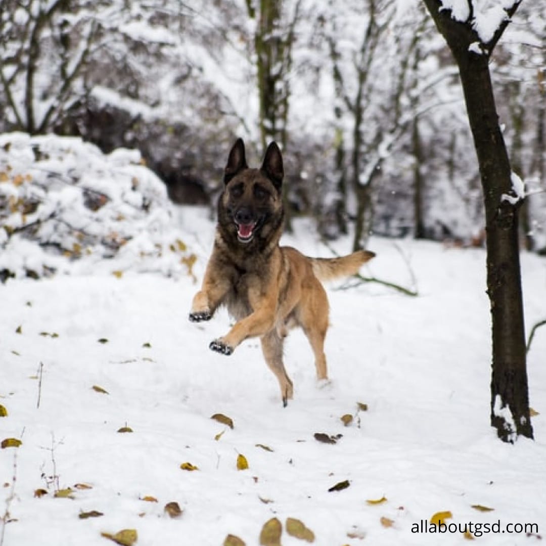 Can a German Shepherd Tolerate Cold Weather?