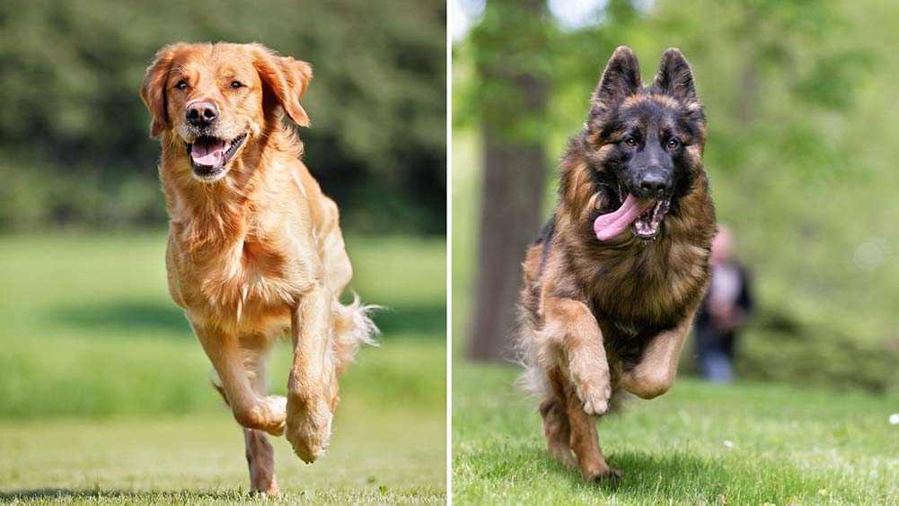 Can a Golden Retriever and German Shepherd Live Together ...