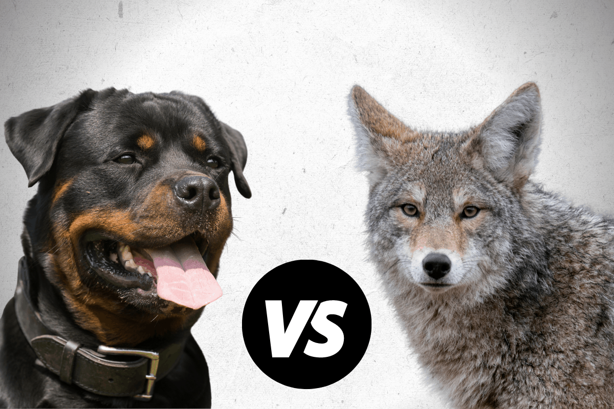 Can A Rottweiler Kill A Coyote?  The German Shepherder