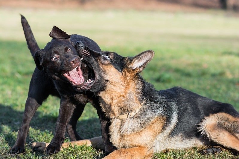 Can German Shepherd And Labrador Live Together?