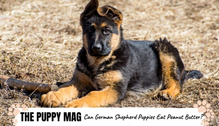 Can German Shepherd Puppies Eat Peanut Butter? Advice ...