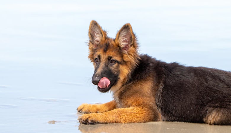 Can German Shepherd Puppies Eat Peanut Butter?  The Puppy Mag