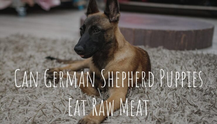 Can German Shepherd Puppies Eat Raw Meat? Pros and Cons of ...