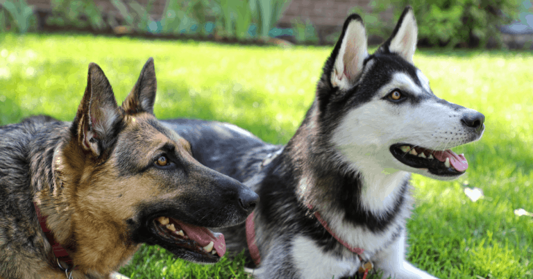 Can German Shepherds and Huskies Live Together?  The ...