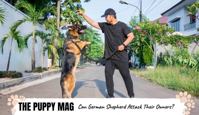 Can German Shepherds Attack Their Owner? The Truth â The ...
