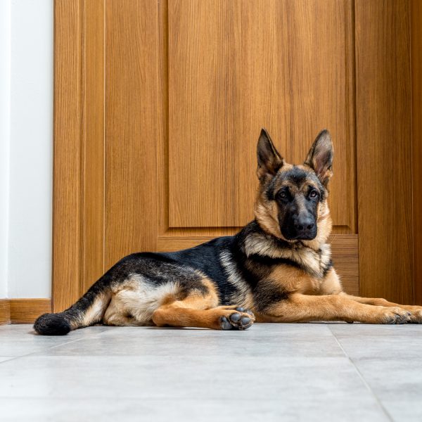 Can German Shepherds Be Left Alone?