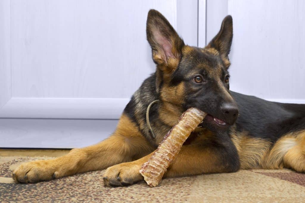 Can German Shepherds Chew on Bones?  Embora Pets