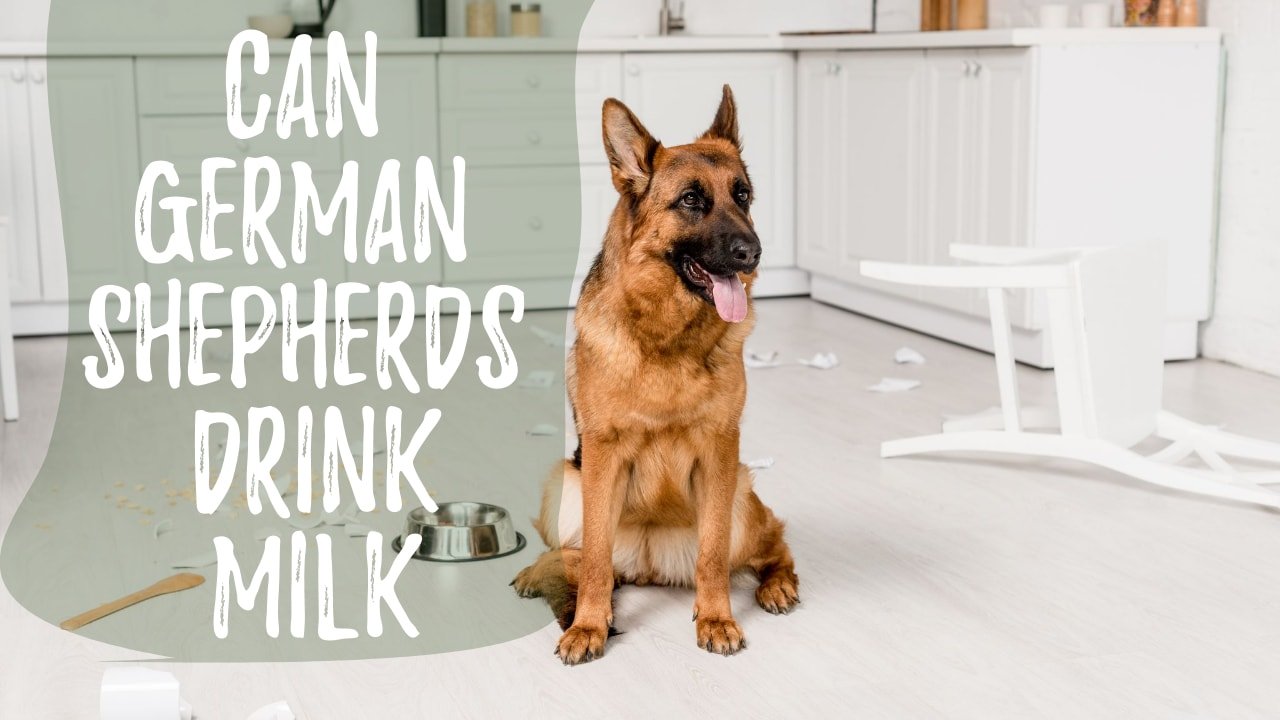 Can German Shepherds Drink Milk?