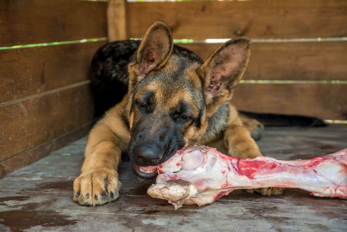 Can German Shepherds Eat Bones? What People Get Wrong ...