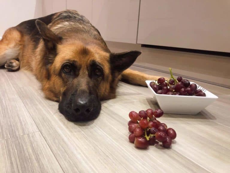 Can German Shepherds Eat Grapes? Killer Fruit!  World of Dogz